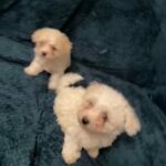 bichon mini toy