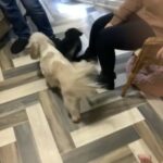 Lhasa Apso pups