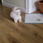 2 beautiful Bichon Maltes
