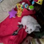 Maltese puppies