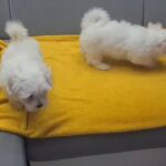 Beautiful Maltese Puppies  only boy left