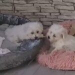 Maltese puppies open to offer