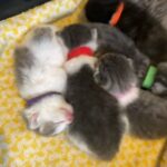 6 absolutely gorgeous grey and white kittens and one black and white bsh cross bengal Mix