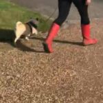 stunning pug girl 3 years