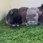 Stunning Purebred Netherland Dwarfs
