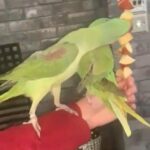 Male And Female Alexandrine Tamed Parrots