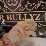 English/Old English bulldog puppies