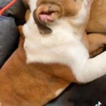 English pocket Bully
