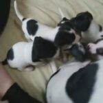 5 puppys jack Russell 8 week old ready to leave