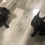 2 boy French bulldogs