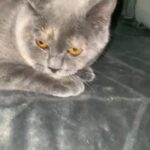 British shorthair female 5 months