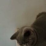 Pure breed British shorthair