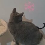 British shorthair female