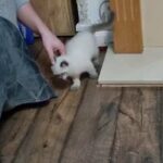 Blue colour pointed male kitten
