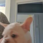 cream wrapped merle female French bulldog puppy for sale