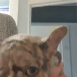 merle male French bulldog puppy for sale