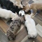 French bulldog puppies for 2