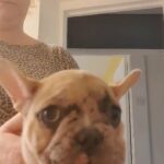 French bulldog fawn puppy for sale