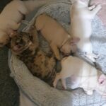 French bulldog puppies for sale