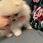 KC Pomeranian boy