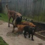 Belgian Shepherd puppies for sale