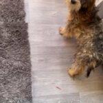 boy cockerpoo f1