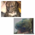 Bullpei