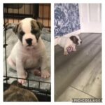 Bullpei girl
