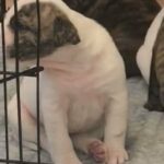 beautiful Bullpei girl