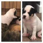 Bullpei boy