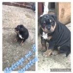 Bullpei girl