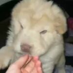 kc bear coat sharpei ready to leave
