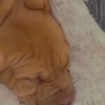 3month aMercian bully