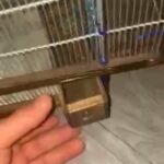cage