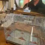 cage