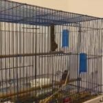 finches Java sparrow
