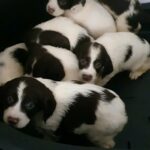 sprocker pups