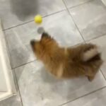 Pomeranian x German spitz girl for sale