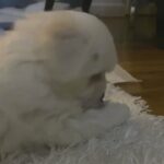 maltese