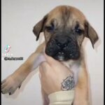 open to offers came corso X bully