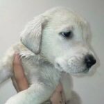 Central Asian shepherd pups available
