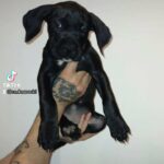 female cane corso X bully