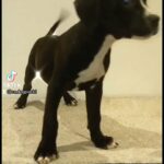 LAST TWO GIRLS CORSO X BULLY