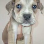 ready for a forever home
