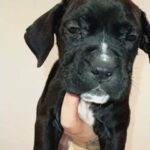 cane corso X bully open to offers