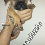 Titch available