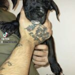 cane corso X American bully