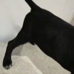 Attitude Cane corso X American bully
