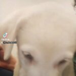 Central Asian shepherd pups available