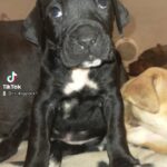 cane corso X bully
